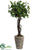 Cedar Gum Topiary - Green - Pack of 1