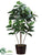 Rubber Plant - Green - Pack of 1