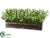 Boxwood - - Pack of 1
