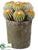 Barrel Cactus - - Pack of 1