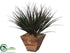 Silk Plants Direct Vanilla Grass - - Pack of 1