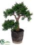 Silk Plants Direct Cedar Bonsai Tree - Green - Pack of 1