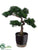 Cedar Bonsai Tree - Green - Pack of 1