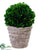 Preserved Boxwood Ball - Green - Pack of 1