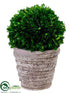 Silk Plants Direct Preserved Boxwood Ball - Green - Pack of 1