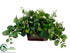 Silk Plants Direct Peperomia, Tea Leaf - Green - Pack of 1