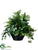Peperomia, Fittonia, Fern, Peacock, Protea - Green - Pack of 1