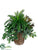 Cycas, Swedish Ivy, Amaranthus, Protea - Green - Pack of 1