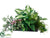 Hosta, Fern, Philodendron, Grass, Kalanchoe - Green Pink - Pack of 1