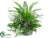 Apista Leaf, Grass, Fern, Bromeliad Plant - Green - Pack of 1