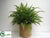 Forest Fern - Green - Pack of 1