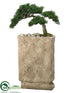 Silk Plants Direct Cedar Bonsai - Green - Pack of 1