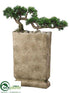 Silk Plants Direct Trailing Cedar Bonsai - Green - Pack of 1