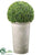 Boxwood Ball Topiary - Green - Pack of 1