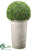 Boxwood Ball Topiary - Green - Pack of 1