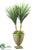 Yucca, Succulent - Green - Pack of 1