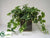 Ivy - Variegated - Pack of 1