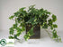Silk Plants Direct Ivy - Variegated - Pack of 1