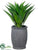 Agave - Green - Pack of 1