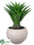 Agave - Green - Pack of 1