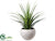Dracaena Plant - Green - Pack of 1
