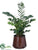 Zamioculcas Zamiifolia ZZ Plant - Green - Pack of 1