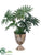 Selloum Philodendron Plant - Green - Pack of 1