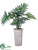 Selloum Philodendron - Green - Pack of 1