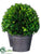 Preserved Boxwood Ball Topiary - Green - Pack of 1