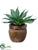 Agave Plant - Green - Pack of 1