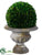 Preserved Boxwood Ball Topiary - Green - Pack of 1