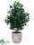 Olive Tree - Green - Pack of 1