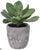 Kalanchoe Plant - Green - Pack of 1