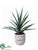 Yucca Plant - Green - Pack of 1
