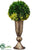 Boxwood, Sedum - Green - Pack of 1