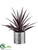 Yucca Plant - Purple - Pack of 1