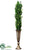 Boxwood - Green - Pack of 1