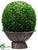Preserved Boxwood Ball - Green - Pack of 1
