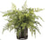 Lace Fern - Green - Pack of 1