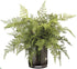 Silk Plants Direct Lace Fern - Green - Pack of 1