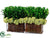Preserved Boxwood - Green - Pack of 1