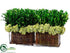 Silk Plants Direct Preserved Boxwood - Green - Pack of 1
