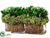 Preserved Tea Leaf Topiary - Green - Pack of 1