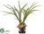 Staghorn Plant - Green - Pack of 1