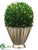 Preserved Boxwood Ball - Green - Pack of 1