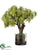 Acacia Tree - Green - Pack of 1