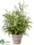 Lace Fern - Green - Pack of 1