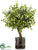 Button Leaf Tree - Green - Pack of 1