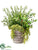 Rosemary, Willow/Button Leaf - Green - Pack of 1