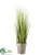 Reed Grass, Curly - Green - Pack of 1